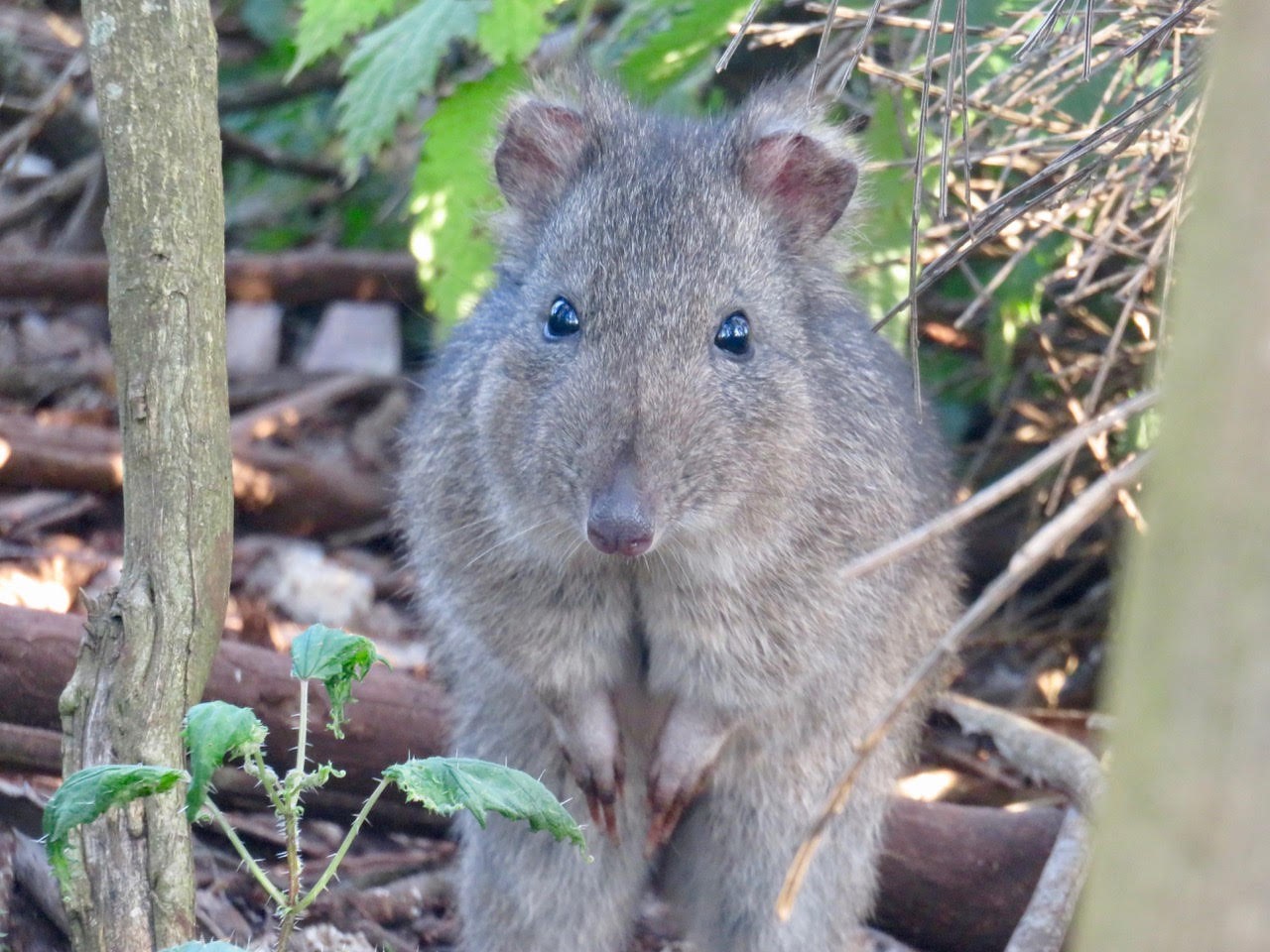 Endangered Australian marsupial outsmarts feral cats | ScienceWriters