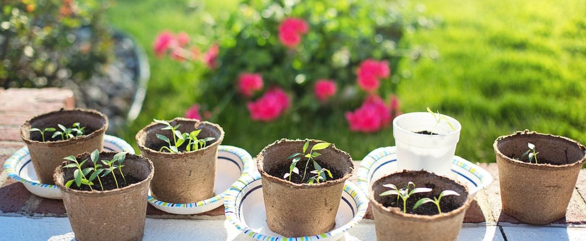 Stock photo showing plants in garden pots. Image by Jill Wellington from Pixabay (https://tinyurl.com/mua7ne6v).