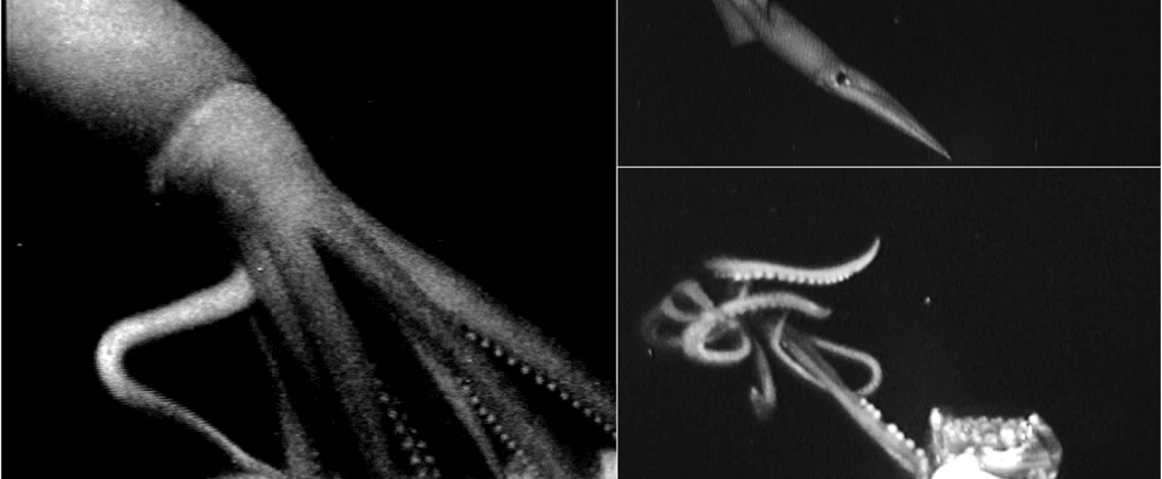 Sneaky deep-sea camera captures footage of elusive giant squid ...