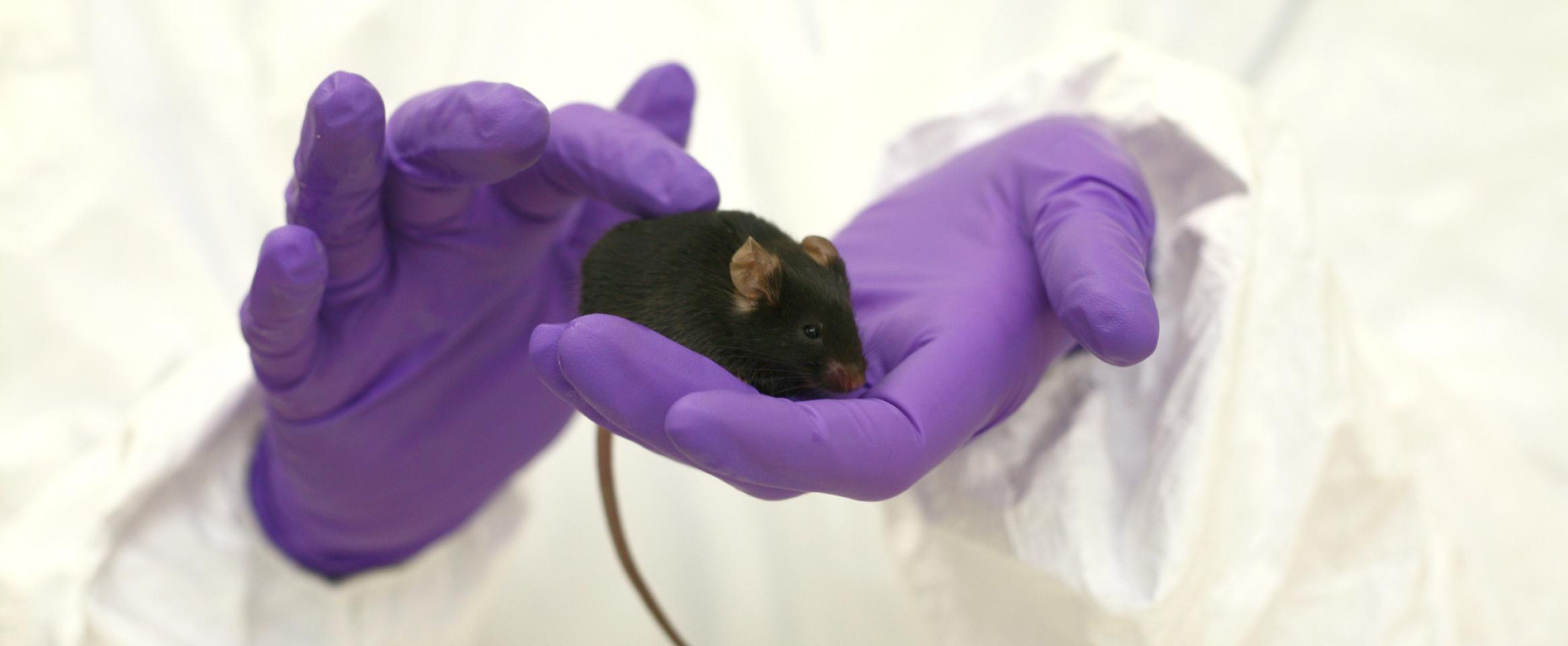 Researchers engineer a new type of mouse to help thwart COVID-19 ...