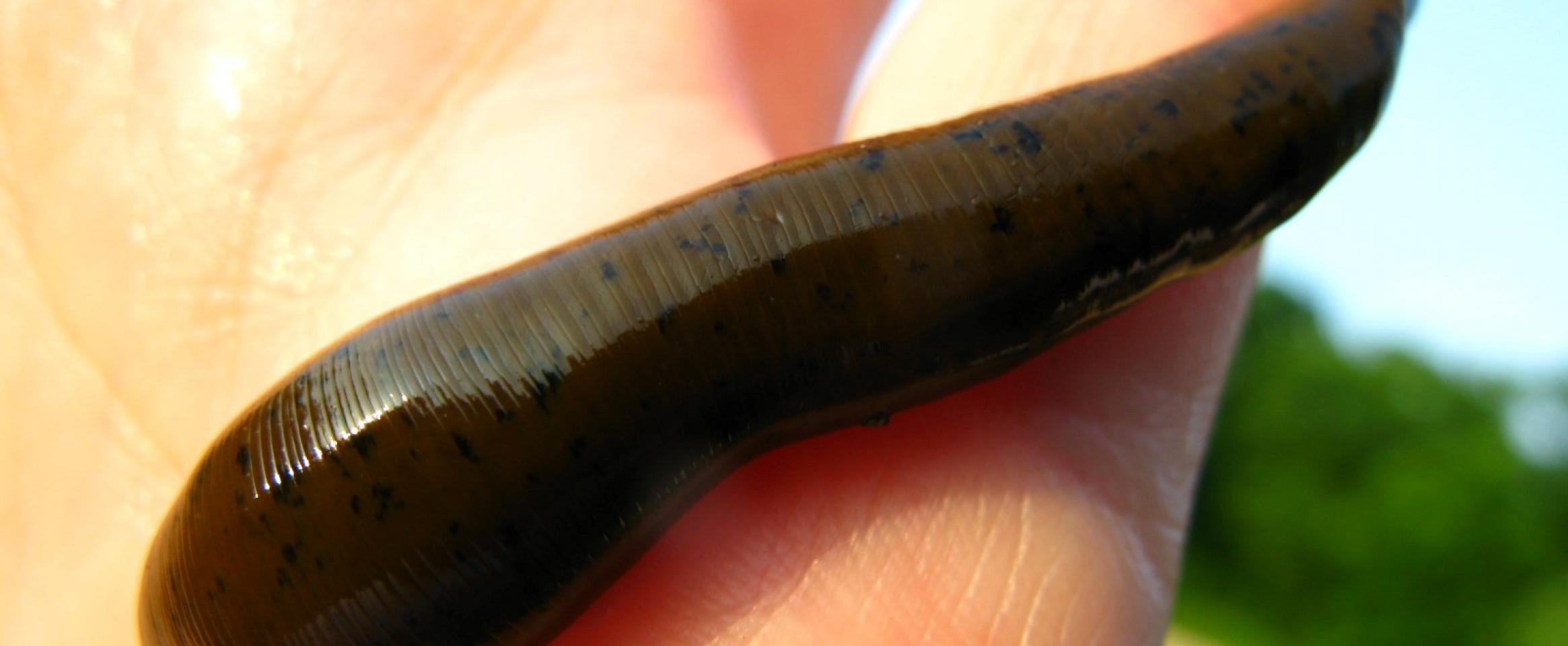 Researchers sequence third leech species' genome, finding over 30