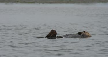 Rectangular photo of sea otter in the ocean. Photo credit: Jeff Stevens