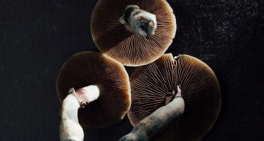 Mushrooms photo