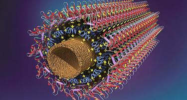 Carbon nanotube