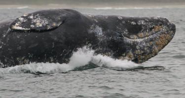 A gray whale named Scarlett surfaces above the water.