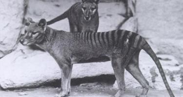 Scientists are exploring ways to recreate the extinct Tasmanian tiger.