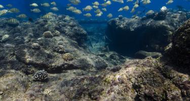 Top Fish swim in a sanctuary near Papahānaumokuākea Marine National Monument, Hawaii. Credit: NOAA
