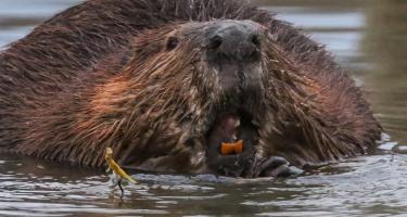 Closeup photo of a beaver's face, exposing its colored incisors, as it surfaces on a lake.