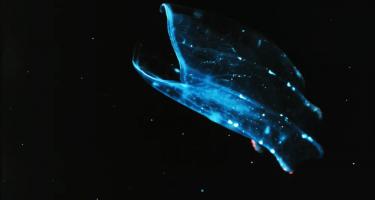 Photo of a beroid ctenophore feeding orifice wide open against a dark sea.