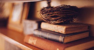 BIrd's nest on library shelf