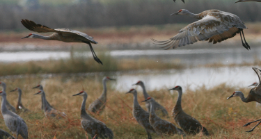 A flock of sandhill cranes descend and land among other cranes in a marsh. Photo by Lee Eastman U.S. Fish and Wildlife Service