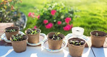 Stock photo showing plants in garden pots.