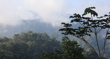 The Amazon rainforest is home to approximately 390 billion trees. However, each of those trees is at risk of being lost unless scientists approach conservation with the transdisciplinary mindset advocated by Stanford’s Zavaleta, which integrates traditional science with local culture. Credit: Olivia Maule