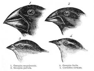 G. magnirostris, upper left. Credit: Chas. Darwin, 1845