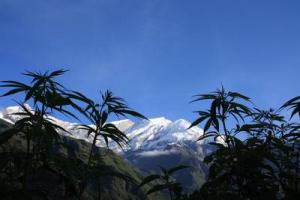 Cannabis near Dhaulagiri in Nepal.  Credit: Arne Hückelheim