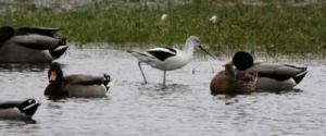 Center, a displaced American Avocet.  Credit: Corey, 10,000 Birds.