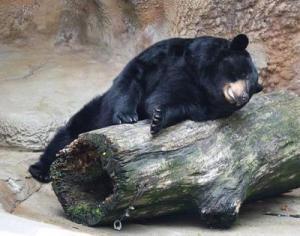 1 black bear (Ursus americanus), 1 log