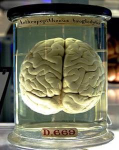 A chimpanzee brain